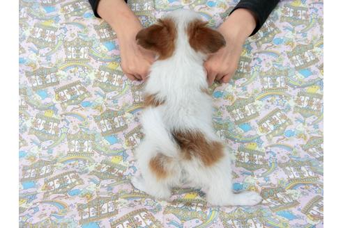 成約済の千葉県のパピヨン-60526の2枚目