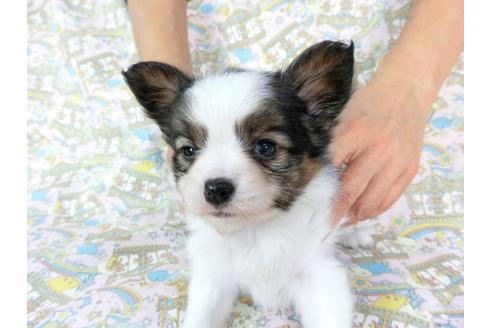 成約済の千葉県のパピヨン-60529の1枚目