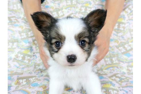 成約済の千葉県のパピヨン-60529の4枚目