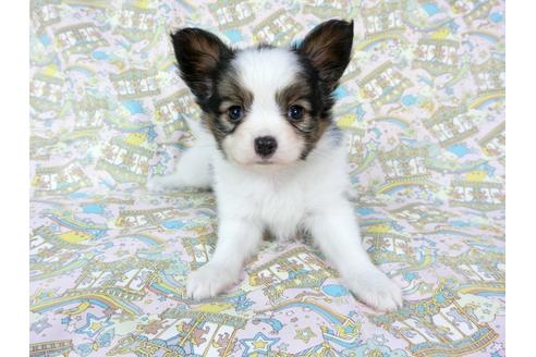 成約済の千葉県のパピヨン-60529の3枚目