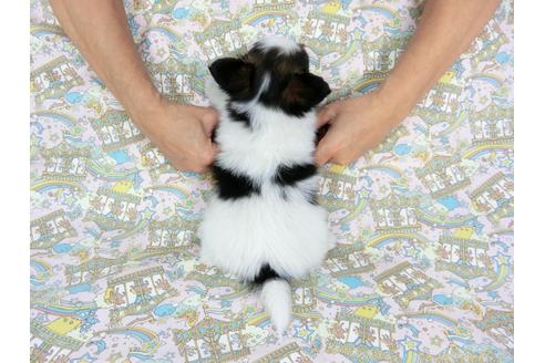 成約済の千葉県のパピヨン-60529の2枚目