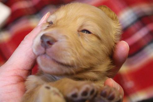 成約済の愛知県のカニンヘンダックスフンド(ロングヘアード)-60577の19枚目