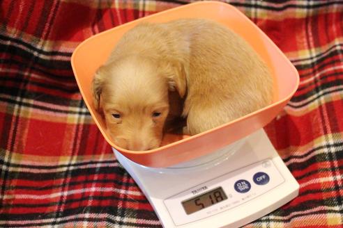 成約済の愛知県のカニンヘンダックスフンド(ロングヘアード)-60577の18枚目