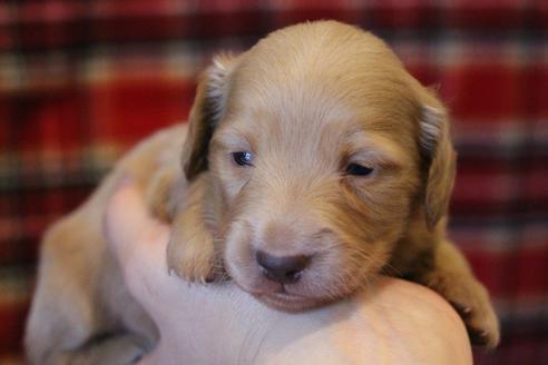 成約済の愛知県のカニンヘンダックスフンド(ロングヘアード)-60577の17枚目