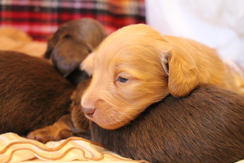 成約済の愛知県のカニンヘンダックスフンド(ロングヘアード)-60577の16枚目