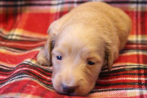 成約済の愛知県のカニンヘンダックスフンド(ロングヘアード)-60577の15枚目