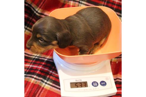 成約済の愛知県のカニンヘンダックスフンド(ロングヘアード)-60572の30枚目