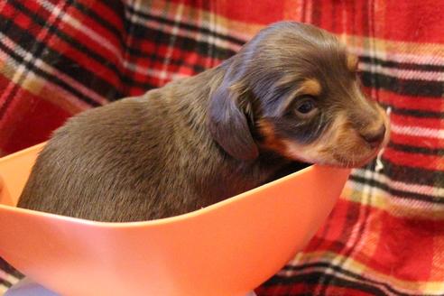 成約済の愛知県のカニンヘンダックスフンド(ロングヘアード)-60572の29枚目