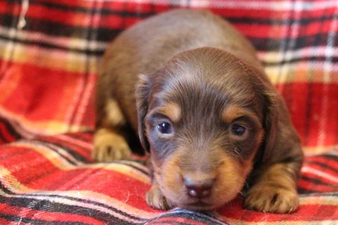 成約済の愛知県のカニンヘンダックスフンド(ロングヘアード)-60572の28枚目