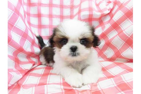 成約済の福岡県のシーズー-61640の1枚目