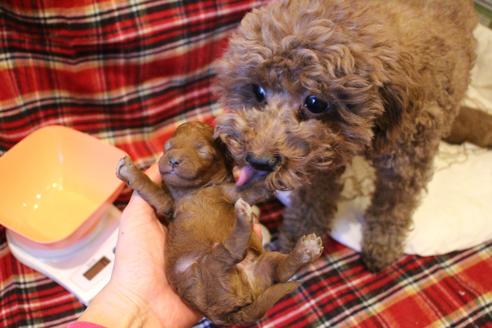 成約済の愛知県のトイプードル-61648の44枚目