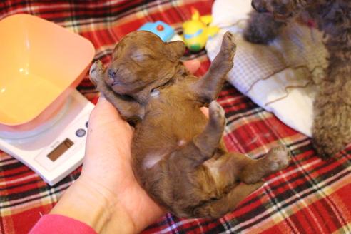 成約済の愛知県のトイプードル-61648の43枚目