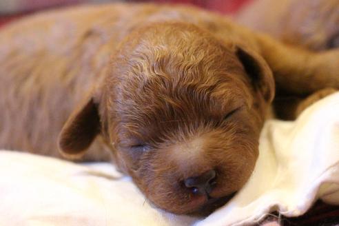 成約済の愛知県のトイプードル-61648の42枚目