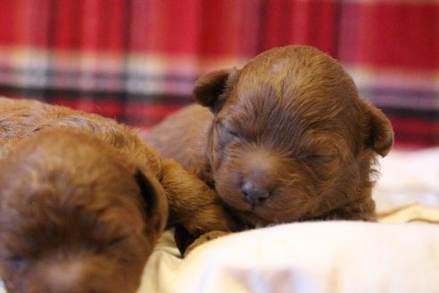 成約済の愛知県のトイプードル-61649の24枚目