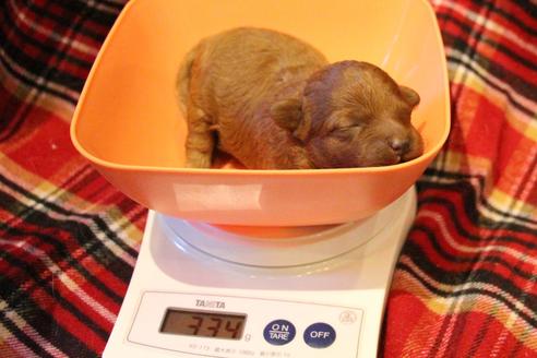 成約済の愛知県のトイプードル-61649の23枚目