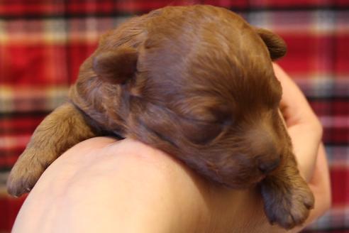 成約済の愛知県のトイプードル-61649の22枚目