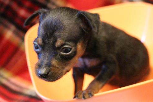 成約済の愛知県のミニチュアピンシャー(ミニピン)-59828の20枚目