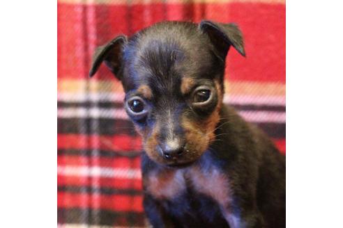 成約済の愛知県のミニチュアピンシャー(ミニピン)-59828の19枚目