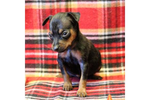 成約済の愛知県のミニチュアピンシャー(ミニピン)-59828の18枚目