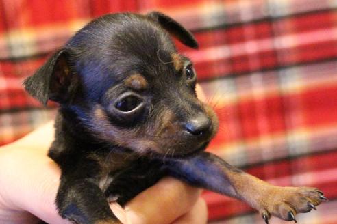 成約済の愛知県のミニチュアピンシャー(ミニピン)-59828の17枚目