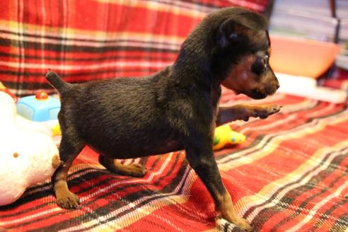 成約済の愛知県のミニチュアピンシャー(ミニピン)-59828の16枚目