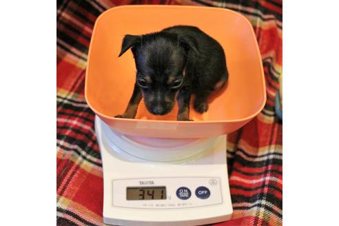 成約済の愛知県のミニチュアピンシャー(ミニピン)-59828の15枚目