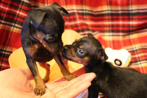 成約済の愛知県のミニチュアピンシャー(ミニピン)-59828の14枚目