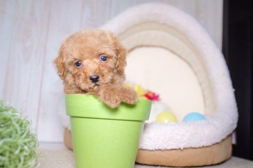 成約済の滋賀県のトイプードル-60699の1枚目