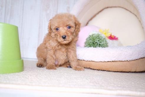 成約済の滋賀県のトイプードル-60699の5枚目