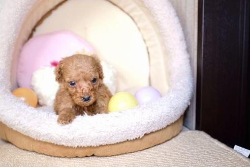 成約済の滋賀県のトイプードル-60699の3枚目