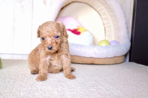 成約済の滋賀県のトイプードル-60699の2枚目