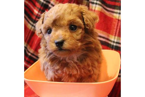 成約済の愛知県のトイプードル-59830の16枚目