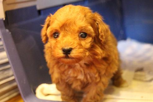 成約済の愛知県のトイプードル-59830の15枚目