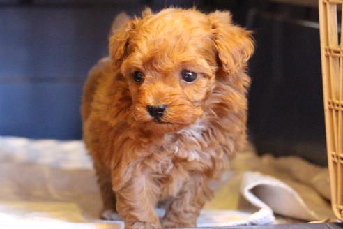 成約済の愛知県のトイプードル-59830の14枚目