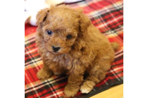 成約済の愛知県のトイプードル-59830の13枚目