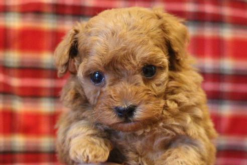 成約済の愛知県のトイプードル-59830の12枚目