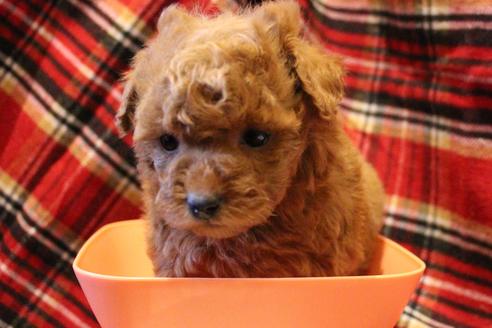 成約済の愛知県のトイプードル-59831の19枚目