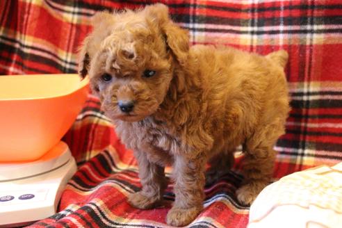 成約済の愛知県のトイプードル-59831の17枚目