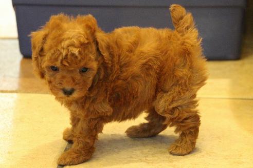 成約済の愛知県のトイプードル-59831の16枚目