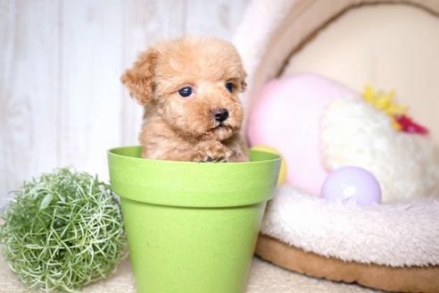 成約済の滋賀県のトイプードル-61344