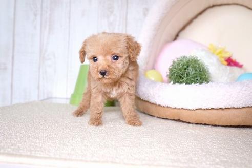 成約済の滋賀県のトイプードル-61344の5枚目