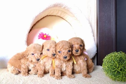 成約済の滋賀県のトイプードル-61344の4枚目