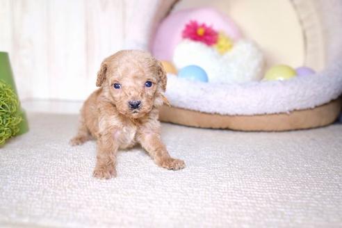 成約済の滋賀県のトイプードル-61344の2枚目