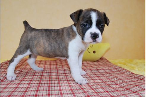 成約済の京都府のミックス犬-61695の3枚目