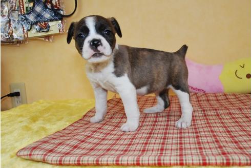 成約済の京都府のミックス犬-61695の2枚目