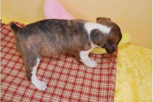 成約済の京都府のミックス犬-61695の1枚目