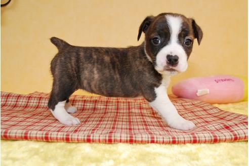 成約済の京都府のミックス犬-61696の3枚目