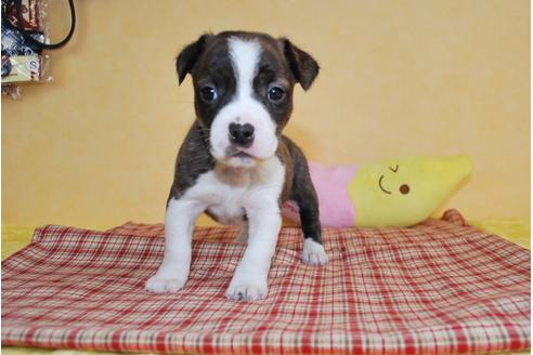 成約済の京都府のミックス犬-61696の2枚目