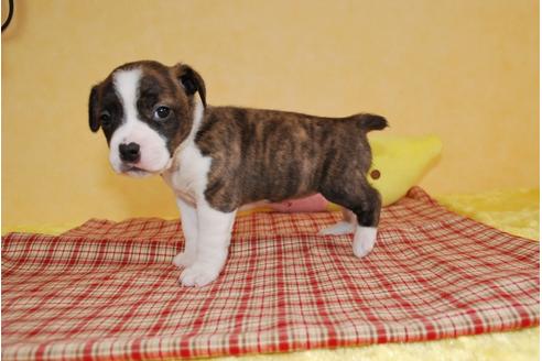 成約済の京都府のミックス犬-61696の1枚目