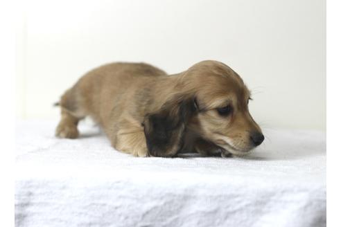 成約済の兵庫県のカニンヘンダックスフンド(ロングヘアード)-61698の3枚目